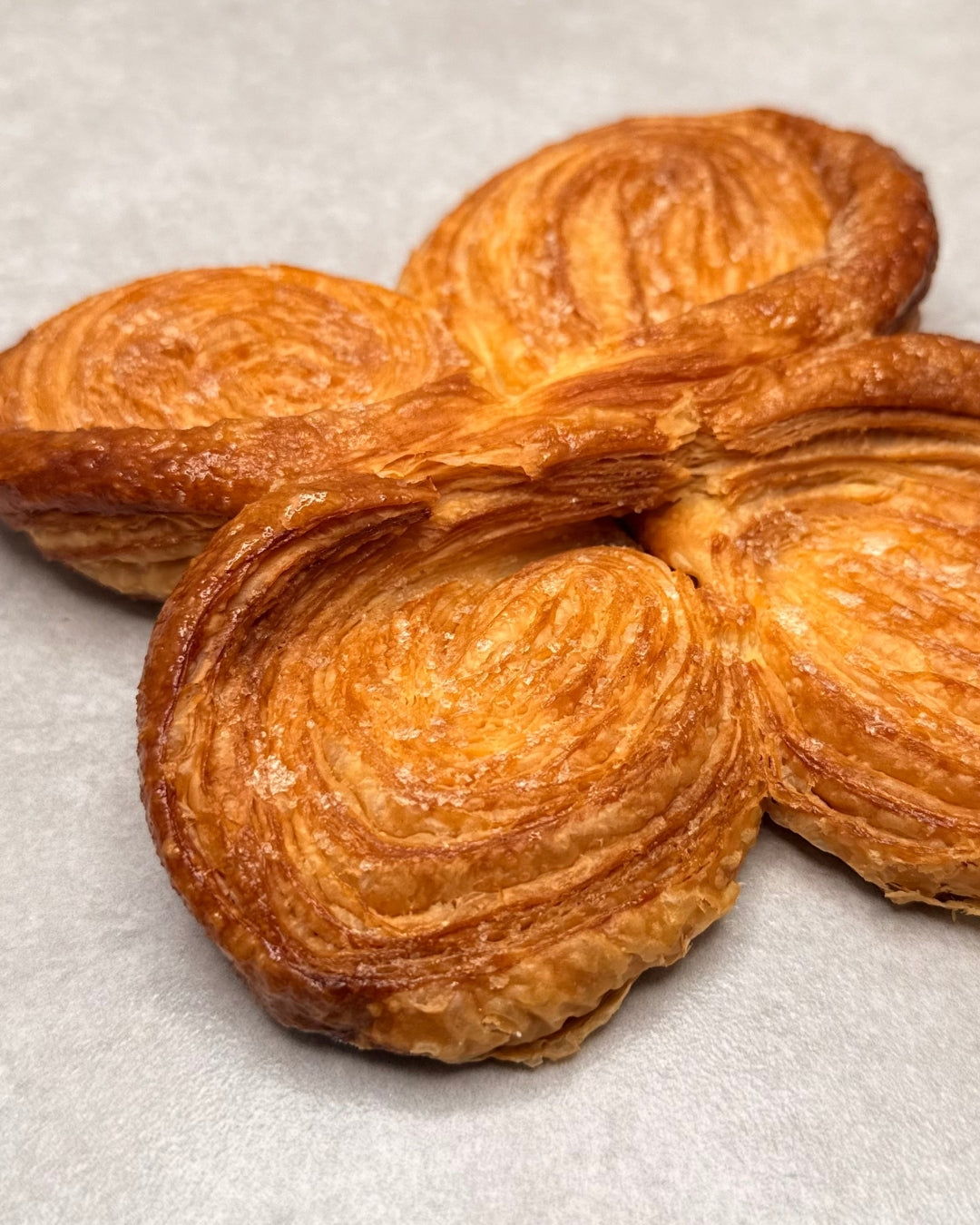 Palmier Papillon